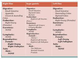 Describe the location, parts and external features of stomach. Anatomy Of Abdomen And Regions Of Trunk