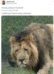 La alimentación del león consiste básicamente de mamíferos grandes; La Historia Detras De La Leona Que Mordio Los Testiculos A Un Leon En Reclamo De Mas Sexo Cronica Firme Junto Al Pueblo