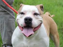 What is the difference between the pit bull terrier and american staffordshire bull terrier 2021, mei. Stuart American Staffordshire Terrier Pitbull Terrier Mix In Hamburg