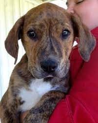 Adopt Brindi On Petfinder Mountain Cur Dog Dog Best Friend Dogs