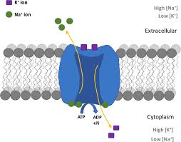 Click now to start with physiology 101 at kenhub! Na K Pump And Neurotransmitter Membrane Receptors Springerlink