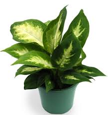Pin On Planting