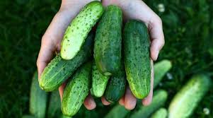 Zucchini is also easy to grow at home or on a farm. Can Dogs Eat Squash Is Squash Good Or Bad For Dogs