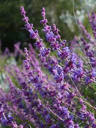 Woolly Blue Curl Tea Free Spirit Mind California Native Plants Fragrant Garden Plants
