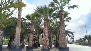 Image result for Washingtonia filifera
