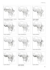 Image result for Cyperus derreilema