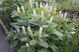 Image result for Phytolacca