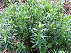 Image result for Nidorella welwitschii