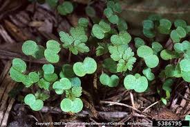 We did not find results for: Herb Robert Geranium Robertianum Weedwise Program