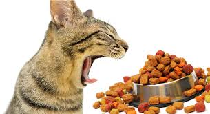 Cat constipation occurs when the feline has difficulty in defaecating and at times not defaecating at all. Best Cat Food For Hairballs Keeping Your Kitty Furball Free
