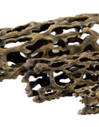 Www.cholla.store buy direct skeleton wood driftwood burlwood cholla wood manzanita wood natural oddieties. Exo Terra Pt2989 Cholla Cactus Large Rhonda S Aviary