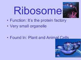 Ribosomes in plant and animals cells are larger than those found in bacteria. Cell Organelles Ls 2a I Will Understand Cell Structure And Organelles Ppt Video Online Download