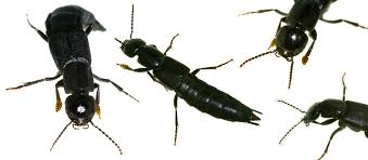 Devil's coach horse beetles mate during the autumn and lay. File Devil S Coach Horse Beetle Jpg Wikipedia