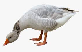 Discover more posts about ganso. Transparent Geese Png Ganso Png Png Download Kindpng