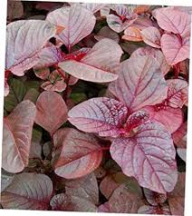 Image result for Amaranthus schinzianus