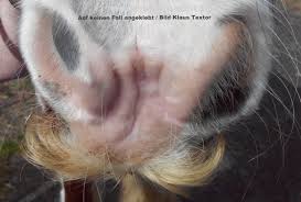 It is most often caused by the presence of an extra copy of chromosome number 21. Kleebachtal Tiere Animals And Storys