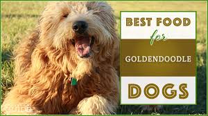 10 Best Highest Quality Dog Foods For Goldendoodles In 2019