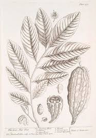 The Coco Nut Tree Sic Cacao Leaves Fruit Seeds The Source Of Chocolate By Elizabeth Blackwell Botanical Illustration Engraving Illustration Illustration