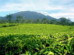 Perkebunan buka 24 jam, untu cafe sampai jam 22.00. Lokasi Dan Harga Tiket Masuk Kebun Teh Wonosari Lawang Malang Serunya Ngeteh Di Padang Hijau Daka Tour
