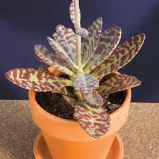 Kalanchoe Desert Surprise Kalanchoe Humilis Plants Succulents Succulent Gardening