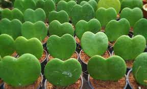 Check spelling or type a new query. Heart Shaped Plants For Your Valentine