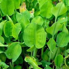 Image result for Butomopsis