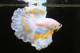 It enables them to efficiently feed near the water's surface, allowing them to catch mosquito larvae and. Betta Fish Steemit