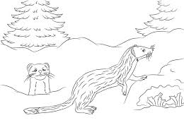 Children can learn all about the amazing creatures that thrive in the worlds arctic deserts. Coloring Pages Coloring Pages Weasels Printable For Kids Adults Free