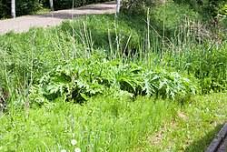 Image result for Heracleum