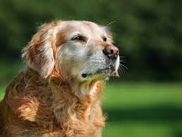 We are committed to continuing the legacy of expectational veterinary care for your companion(s). Senior Pet Care Veterinarian In San Antonio Tx Affordable Pet Care Basse