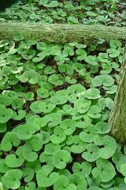 Check spelling or type a new query. 190 Gardening Ideas Under Trees Plants Shade Garden Planting Flowers