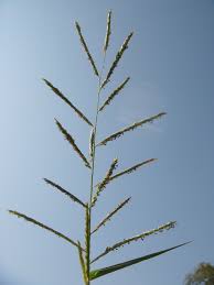 Image result for Eriochloa macclounii