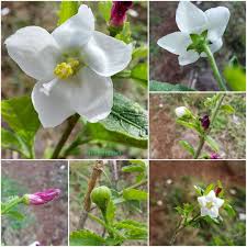 Image result for Hibiscus micranthus