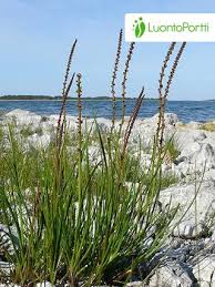 Image result for Triglochin