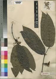 Image result for Oxyanthus speciosus