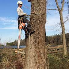 Pippin Tree Service Home Facebook