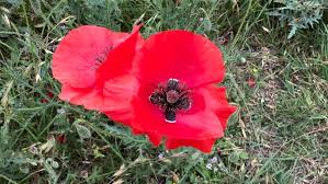 Image result for Poppy Red 1998 AAV