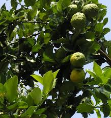 Image result for Rutaceae