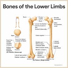 Labeling portions of a long bone. Skeletal System Anatomy And Physiology Nurseslabs