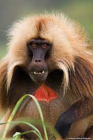 Bwtc Project Bwtc Foundation Eagle Brook Church Baboon Animals Beautiful Animals Wild