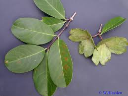 Image result for Hippocratea indica
