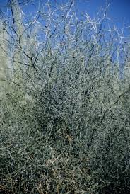 Image result for Asparagus nodulosus