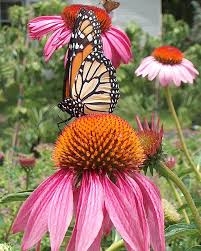 What do i need for a butterfly garden. Monarch Butterfly Things You Can Do