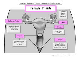 • female anatomy zbrush timelapse. Female Reproductive System Flow Chart Faval