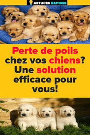 Perte De Poils Chez Vos Chiens Une Solution Efficace Pour Vous Chien Maigrir Des Bras Et Graines De Lin Moulues