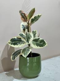 Image result for Ficus