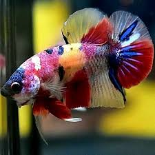 Rainbow Candy Betta Fish Betta Aquarium Rare Fish