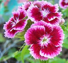 Pink Flowers Carnation Flower Pictures Flowers Flower Pictures
