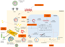 Nmap by default scans the most popular 1000 ports. What Does Route Scan Meaning Abx