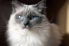 Ragdoll Kittens for Sale Near Me | Buy Ragdoll Kitten
